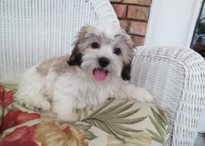 Teddy0043Small