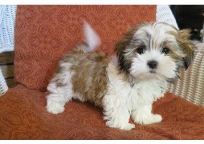 Teddy3315Small