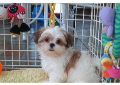 Teddy4275Small