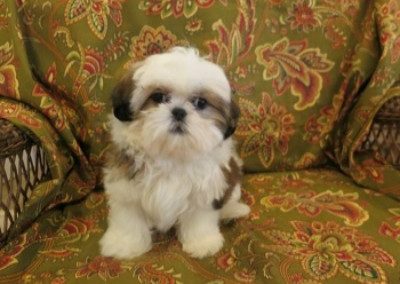 Teddy_0736-1