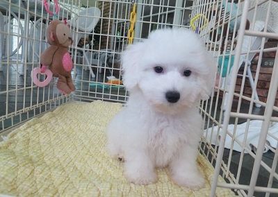 Bich7551Sm
