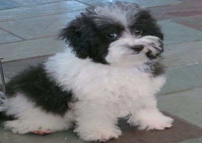 POODLE_1564-450x350-1