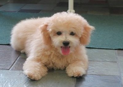 POODLE_2354-275x241