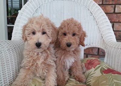 POODLE_3025-300x199-2