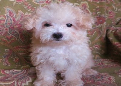 POODLE_5930-500x526