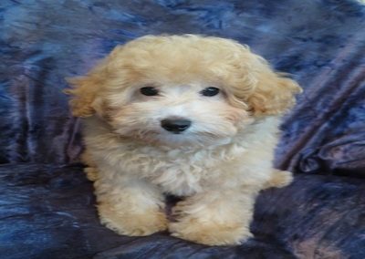 Poodle-10B-400x433