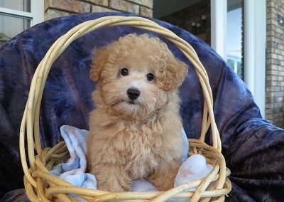 Poodle-13B-400x300