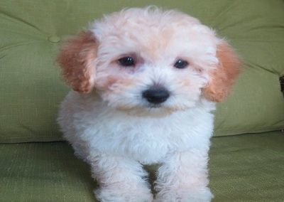 Poodle-16-400-448