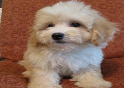 Poodle-7-500x621