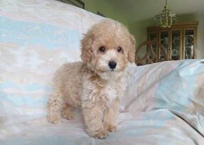 SmallPoodle