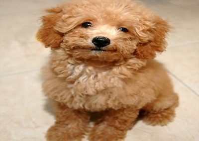 poodle-for-website2-500x602